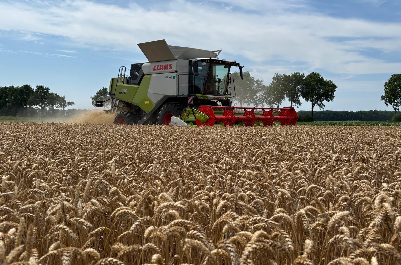Claas Trion 530 aan het maaidorsen in rijp graan
