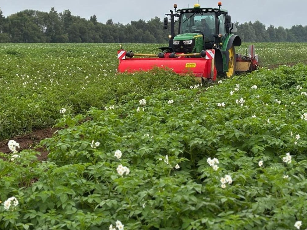 Bloeiend aardappelperceel